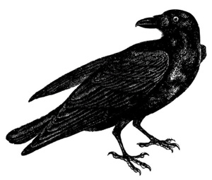 File:Raven (MERP).jpg