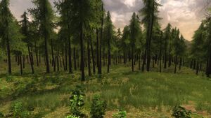 The Lord of the Rings Online - Bindbole Wood.jpg